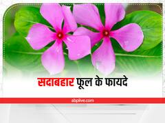Madagascar Periwinkle : सेहत के लिए सदाबहार फूल है बेस्ट, जानें इसके बेमिसाल फायदे