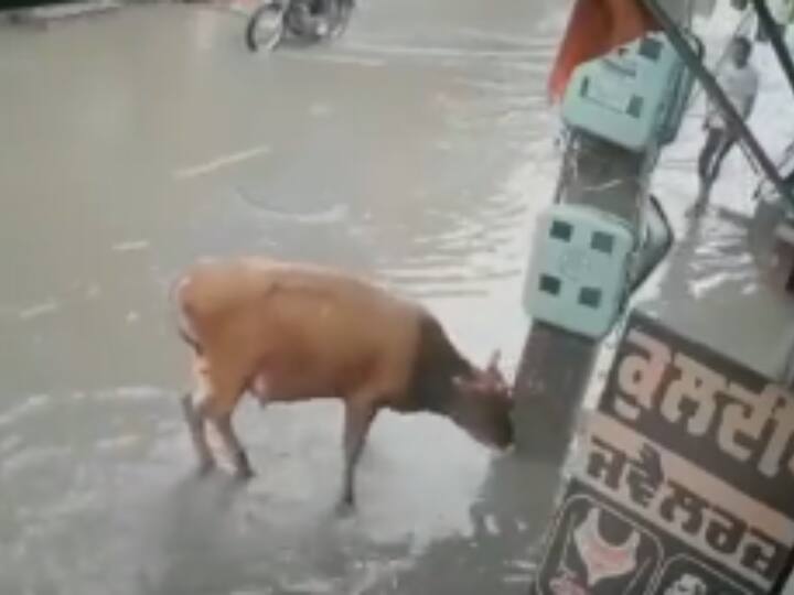 cow got electric shock in punjab man saved her life video viral on social media Viral Video: पानी में खड़ी गाय को लगा करंट, दुकानदार ने ऐसे बचाई बेजुबान की जान