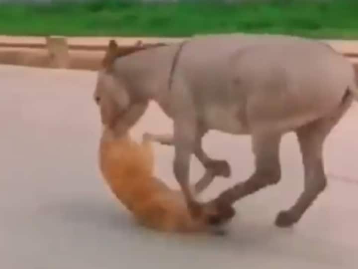 donkey and dog fight video viral on social media Viral Video: गधे ने सिखाया कुत्ते को सबक! मुंह से पकड़ा और उठाकर दी पटखनी