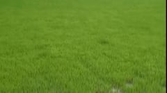 નવસારીમાં ડાંગરની વાવણી, સારા વરસાદથી ખેડુતો ખુશ