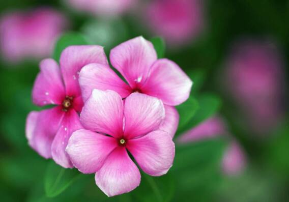 Madagascar Periwinkle : सेहत के लिए सदाबहार फूल है बेस्ट, जानें इसके बेमिसाल फायदे