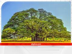 Puja Path: इन वृक्षों की पूजा करने से बनेंगे धनवान, जानिए कैसे? 