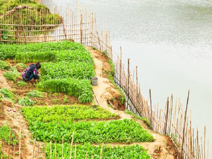 Bamboo Farming: किसी भी मौसम में खराब नहीं होती ये फसल, ऐसे करें सदाबहार बांस की सह-फसली खेती