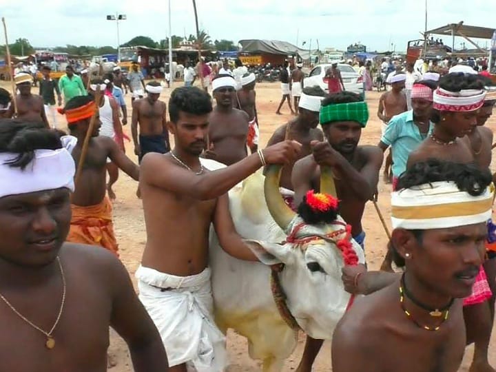 கரூரில் கோலகலமாக நடந்த மாடு தாண்டும் விழா -  250 இன காளை மாடுகள் பங்கேற்பு