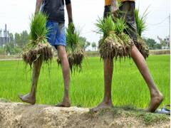 Chhattisgarh Weather: मानसून की बेरुखी ने बढ़ाई किसानों की परेशानी, नहीं हुई बारिश तो फसल हो जाएगी खराब