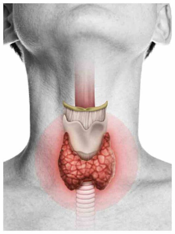 थायराइड कंट्रोल करे ये हर्ब्स