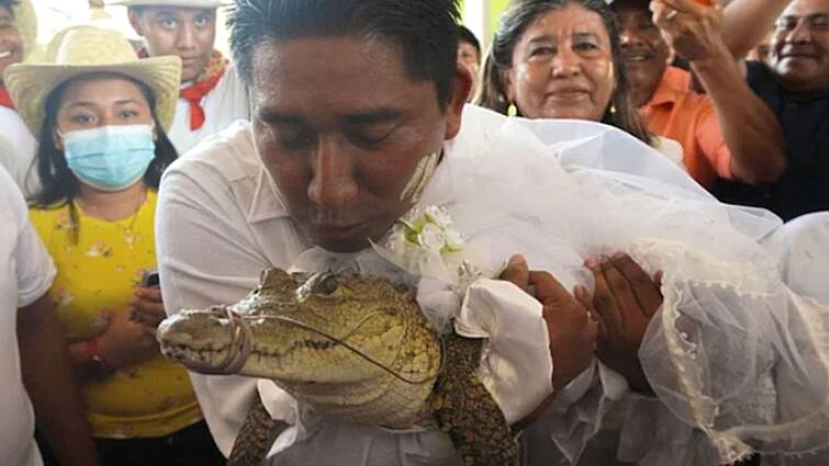 Mexico mayor marries alligator dressed as a bride in age-old ritual Viral News: কুমিরকে বিয়ে করলেন মেয়র! আজব কাণ্ডে হতবাক বিশ্ব