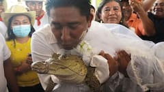 Viral News: কুমিরকে বিয়ে করলেন মেয়র! আজব কাণ্ডে হতবাক বিশ্ব