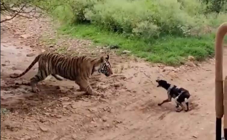 Tiger Hunts Barking Dog Video Viral On Social Media Viral Video: ઉંઘી રહેલા વાઘની સામે કૂતરો ભસ્યો, પછી જે થયું તે રુંવાડા ઉભા કરી દેશે... જુઓ વીડિયો