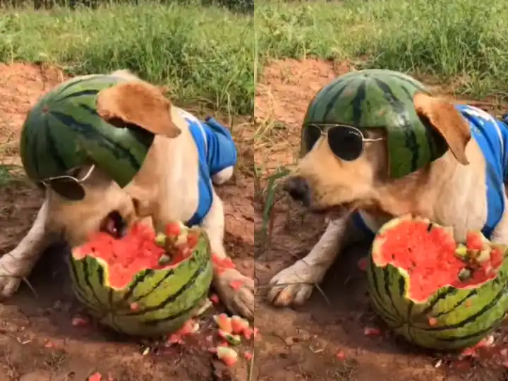 Watch: Video of this dog eating watermelon caused a stir on the internet, people said - if it was swag Watch : ਤਰਬੂਜ਼ ਖਾਣ ਵਾਲੇ ਇਸ ਕੁੱਤੇ ਦੀ ਵੀਡੀਓ ਨੇ ਇੰਟਰਨੈੱਟ 'ਤੇ ਮਚਾਇਆ ਧਮਾਲ, ਲੋਕਾਂ ਨੇ ਕਿਹਾ- ਸਵੈਗ ਹੋਏ ਤਾਂ ਅਜਿਹਾ