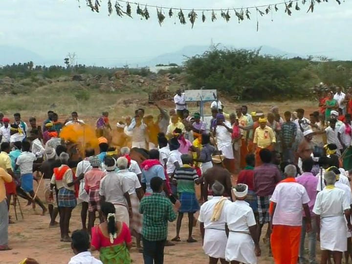 கரூரில் கோலகலமாக நடந்த மாடு தாண்டும் விழா -  250 இன காளை மாடுகள் பங்கேற்பு