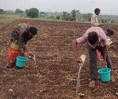 Aurangabad:पावसाची हुलकावणी, शेतकऱ्यांवर दुबार पेरणीचे संकट?; अशी आहे परिस्थिती