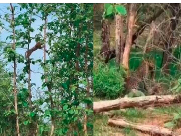 Video of leopard hunting a baby monkey by jumping on trees goes viral | WATCH Video Viral : குரங்குக் குட்டியை மரங்களைத் தாண்டி துரத்தி வேட்டையாடிய சிறுத்தை: வைரல் வீடியோ
