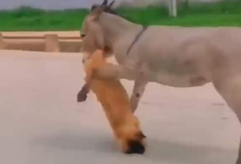 donkey and dog fight funny video viral on social media Viral Video : गाढवानं कुत्र्याला घडवली अद्दल, नक्की काय घडलं तुम्हीच पाहा