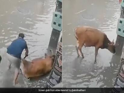 Man Saves Cow From Getting Electrocuted Internet users plauds his efforts Viral Video : எலக்ட்ரிக் ஷாக்கால் நிலைகுலைந்த பசு.. ஹீரோவாக மாறி காப்பாற்றிய வியாபாரி...வைரல் வீடியோ