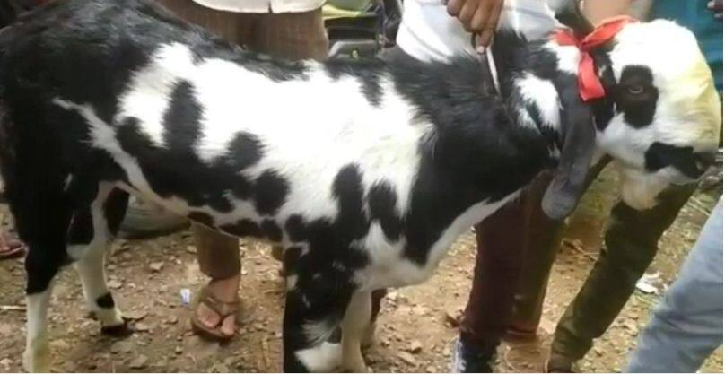 'Sultan' broke the record of 'Titan', became the country's most expensive goat 'ਸੁਲਤਾਨ' ਨੇ ਤੋੜਿਆ 'ਟਾਈਟਨ' ਦਾ ਰਿਕਾਰਡ, ਬਣਿਆ ਦੇਸ਼ ਦਾ ਸਭ ਤੋਂ ਮਹਿੰਗਾ ਬੱਕਰਾ, 11 ਲੱਖ ਰੱਖੀ ਕੀਮਤ, ਜਾਣੋ ਕੀ ਹੈ ਇਸ ਦੀ ਖ਼ਾਸੀਅਤ ਅਤੇ ਕੀ ਖਾਂਦਾ ਹੈ?