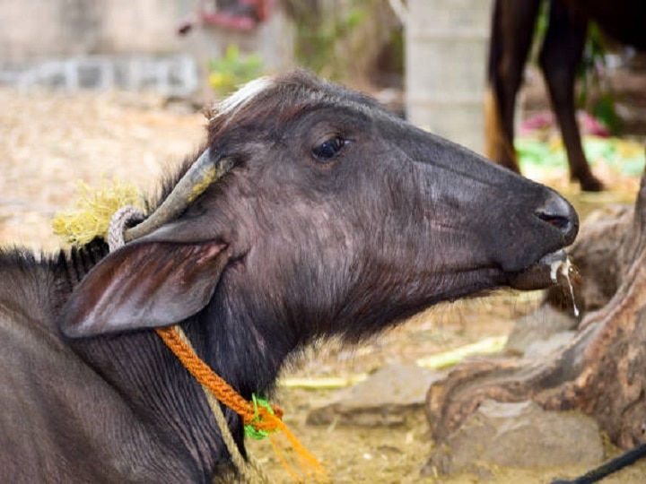 Animal Husbandry: गलघोंटू बीमारी होने पर पशुओं में दिखते हैं ये संकेत, जानें क्या है ये मर्ज