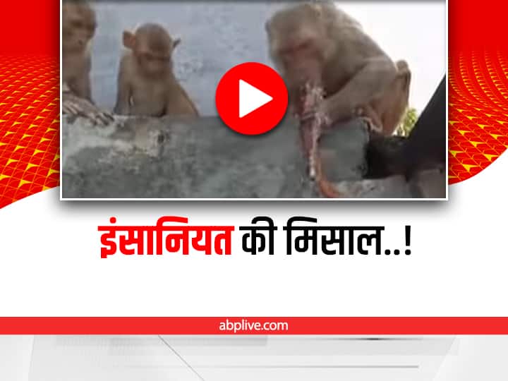Man gave water to monkey's family from a pipe video viral on social media Watch: शख्स ने पाइप से पिलाया बंदर के परिवार को पानी, लोग बोले- ये है सच्चा हीरो