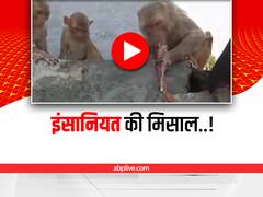 Watch: शख्स ने पाइप से पिलाया बंदर के परिवार को पानी, लोग बोले- ये है सच्चा हीरो