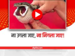 Watch: टेनिस बॉल निगल गया एक सांप, हालत हुई खराब