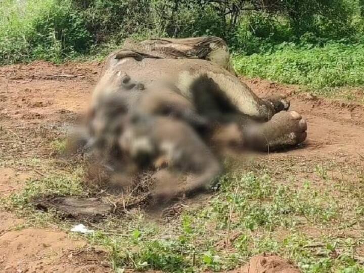 wild elephant died in mysterious way in Hogenakkal ஒகேனக்கல்லில் காட்டு யானை மர்மமான முறையில் உயிரிழப்பு - வனத்துறையினர் விசாரணை