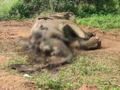 ஒகேனக்கல்லில் காட்டு யானை மர்மமான முறையில் உயிரிழப்பு - வனத்துறையினர் விசாரணை