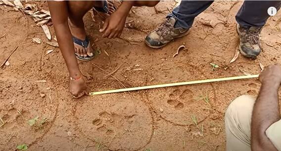 Kakinada Tiger : అనకాపల్లి జిల్లా పెద్దపల్లి-కొక్కిరాపల్లి ఫారెస్ట్ లో పులి పాదముద్రలు | ABP Desam