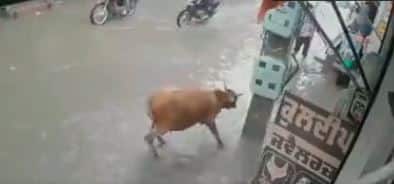Viral Video: Electric shock to cow standing in water, shopkeeper saves life of cow Viral Video: ਪਾਣੀ 'ਚ ਖੜ੍ਹੀ ਗਾਂ ਨੂੰ ਲੱਗਾ ਬਿਜਲੀ ਦਾ ਕਰੰਟ, ਦੁਕਾਨਦਾਰ ਨੇ ਇੰਜ ਬਚਾਈ ਬੇਜ਼ੁਬਾਨ ਦੀ ਜਾਨ 