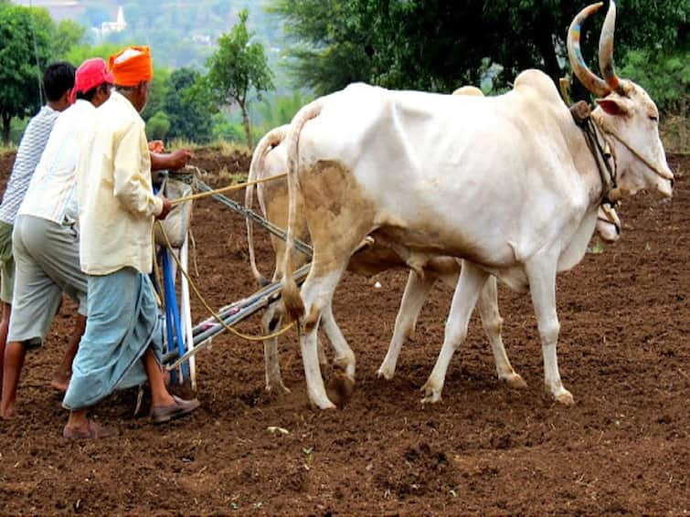 Sowing completed on 2 lakh 8 thousand hectares in Ahmednagar district kharif sowing : अहमदनगर जिल्ह्यात 2 लाख 8 हजार हेक्टरवर पेरणी पूर्ण, अद्यापही मोठ्या पावसाची प्रतिक्षा