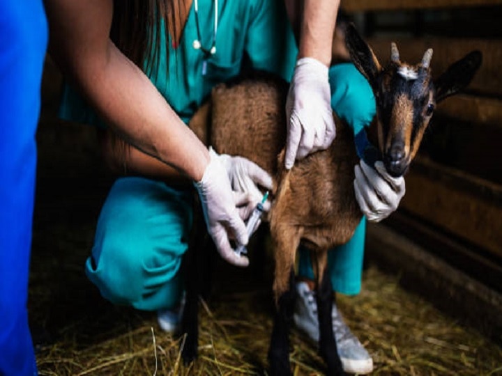 Goat Farming: बरसात के मौसम में इस तरह करें बकरियों की देखभाल, इन बातों का रखें खास ख्याल