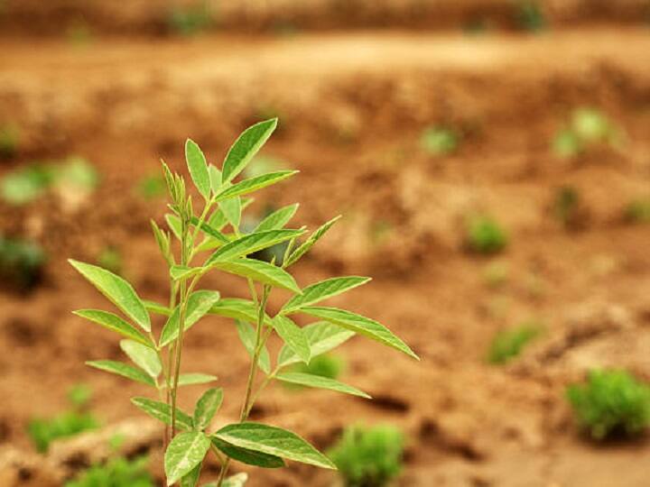 दलहनी फसलों की खेती के लिये मध्य प्रदेश एक बड़ा उत्पादक राज्य बनकर उबरा है. यहां के किसान जी तोड़ मेहनत करके दलहनी फसलें उगा रहे हैं. बात करें मसूर की खेती के बारे में तो इसकी मलाइका (K-75), आईपीएल-81 (नूरी), जेएल-3, आईपीएल-406, एल-4076, आईपीएल 316, डीपीएल 62 (शेरी) आदि किस्मों की बुवाई करके बंपर उपज हासिल कर सकते हैं.