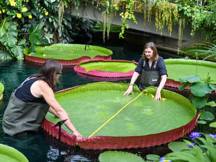 Giant Waterlily Species Newly Identified In UK Is World's Largest. You Can Find Them At Kew Royal Botanic Gardens Giant Waterlily Species Newly Identified In UK Is World's Largest. You Can Find Them At Kew Royal Botanic Gardens