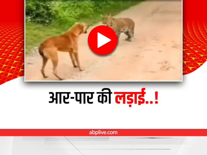 dog and leopard fight video viral on social media Watch: कुत्ते ने किया ख़ूंख़ार तेंदुए का सामना, वीडियो देख इंटरनेट की जनता हुई हैरान