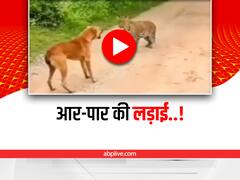 Watch: कुत्ते ने किया ख़ूंख़ार तेंदुए का सामना, वीडियो देख इंटरनेट की जनता हुई हैरान