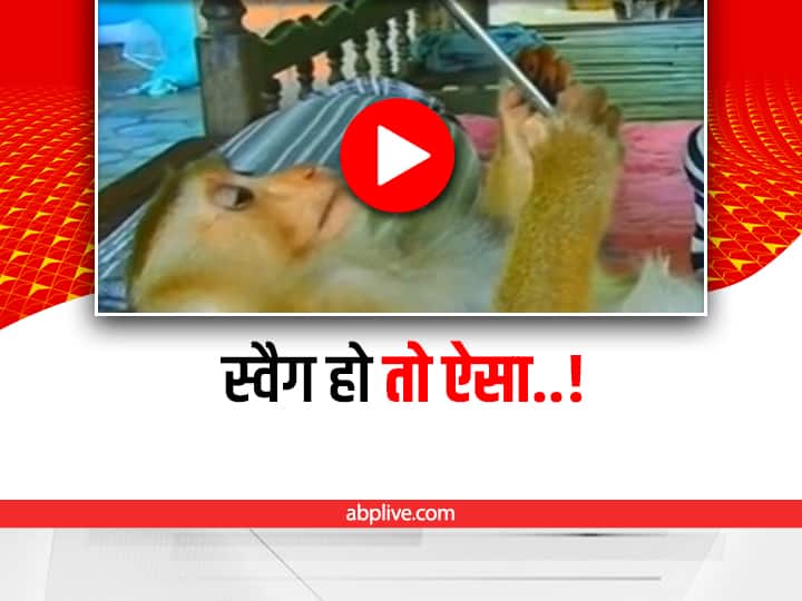 stylish monkey using mobile phone video viral on social media Watch: ये कोई आम बंदर नहीं! मोबाइल पर देखता है वीडियो, बेड पर करता है आराम