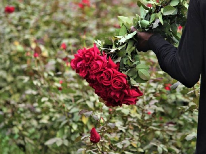 Flower Cultivation: 1 लाख खर्च करके कमाएं 7 लाख रुपये, जानिये गुलाब की खेती से कैसे भरें तिजोरी