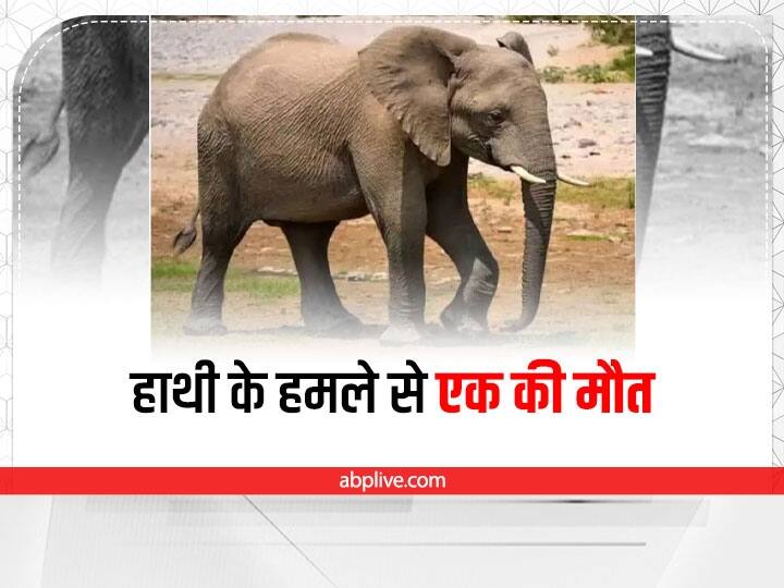 Chhattisgarh man died in Khari Jhariya village, Jashpur after attacked by elephant, brother injured Chhattisgarh News: जशपुर में फिर हिंसक हुआ हाथी, हमले से एक व्यक्ति की मौत, गांव में मचा हड़कंप