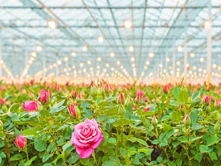 Earned Lakhs Of Profit By Cultivating Roses In This Way At Low Cost | Flower Cultivation: 1 लाख खर्च करके कमाएं 7 लाख रुपये, जानिये गुलाब की खेती से कैसे भरें तिजोरी