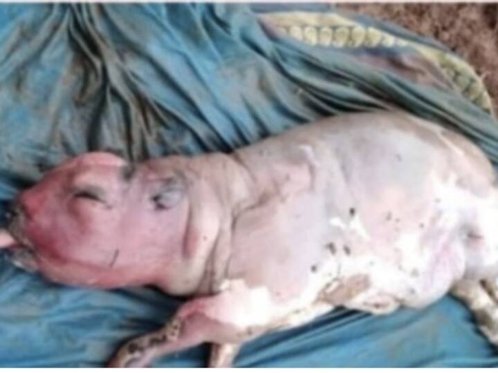 Kamareddy district strange incident pig born to cow Kamareddy News : కామారెడ్డి జిల్లాలో వింత ఘటన, ఆవు కడుపున పంది జననం!