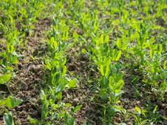 Best Masoor Varieties: मसूर की खेती से मालामाल होंगे किसान, जानें किस राज्य की मिट्टी में कौन-सी मसूर उगायें