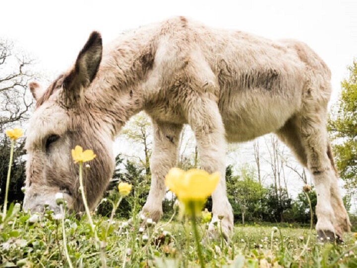 Donkey Milk: 7000 रु/लीटर के भाव बिक रहा है गधी का दूध, देश-विदेश में है काफी डिमांड, जानें किस काम आता है