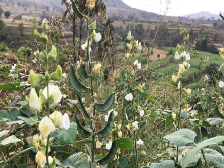 मसूर की खेती के लिये बिहार की मिट्टी और जलवायु बेहतरीन रहती है. इस राज्य की आवोहवा के हिसाब से मसूर की पंत एल 406, पीएल 639, मल्लिका (के -75), एनडीएल 2, डब्ल्यूबीएल 58, एचयूएल 57, डब्ल्यूबीएल 77, अरुण (पीएल 777-12) आदि किस्मों की खेती करना लाभकारी साबित हो सकता है.