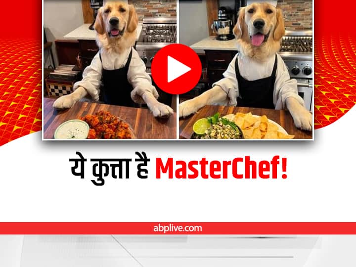MasterChef Golden Retriever Dog cooking fantastic delicious food video viral Watch: गोल्डन रिट्रीवर कुत्ता बना मास्टरशेफ, रेस्तरां जैसा बनाया खाना