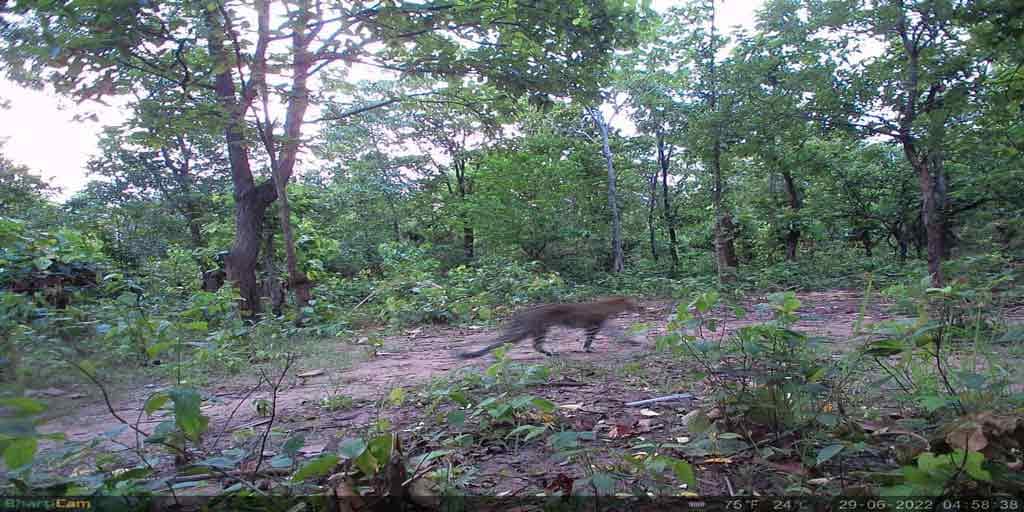 Two Leopards Captured In Trap Camera In Purulia Purulia News:পুরুলিয়ার জঙ্গলে জোড়া চিতাবাঘ, ছবি ট্র্য়াপ ক্যামেরায়