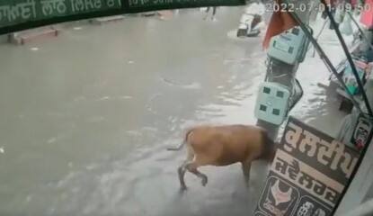 cow got electric shock in punjab man saved her life video viral on social media Trending Video : भूतदया! विजेच्या धक्क्यातून दुकानदारानं वाचवले गायीचे प्राण