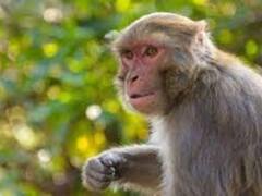 Lucknow News: लखनऊ में बंदरों की रोकथाम के लिए बनेंगे 4 'वानर वन', फलदार पेड़ समेत मिलेंगी ये सुविधाएं