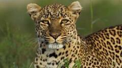 Viral Video: চিতাবাঘের গ্রাসে বাঁদর শাবক! ভাইরাল ভিডিও দেখে শিউরে উঠলেন নেটিজেনরা