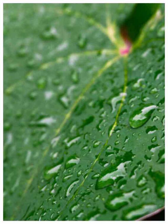 मॉनसून में इन हर्ब्स से बीमारियों को रखें दूर