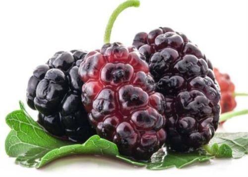Shahtoot Interesting Facts: Mulberry is a gift from China, you will be amazed to know the interesting history Shahtoot Interesting Facts : Mulberry ਭਾਵ ਸ਼ਹਿਤੂਤ ਹੈ ਚੀਨ ਦਾ ਤੋਹਫ਼ਾ, ਦਿਲਚਸਪ ਇਤਿਹਾਸ ਜਾਣ ਕੇ ਹੋ ਜਾਵੋਗੇ ਹੈਰਾਨ