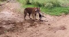 ਜੰਗਲ 'ਚ ਜਾਓ ਤਾਂ ਚੂੰ ਦੀ ਆਵਾਜ਼ ਵੀ ਨਾ ਕੱਢੋ, ਨਹੀਂ ਤਾਂ... ਇਹ ਸ਼ੇਰ ਭੁੱਲ ਜਾਵੇਗਾ ਆਪਣੀ ਹੱਦ